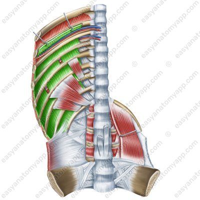 Innerste Zwischenrippenmuskeln (mm. intercostales intimi)